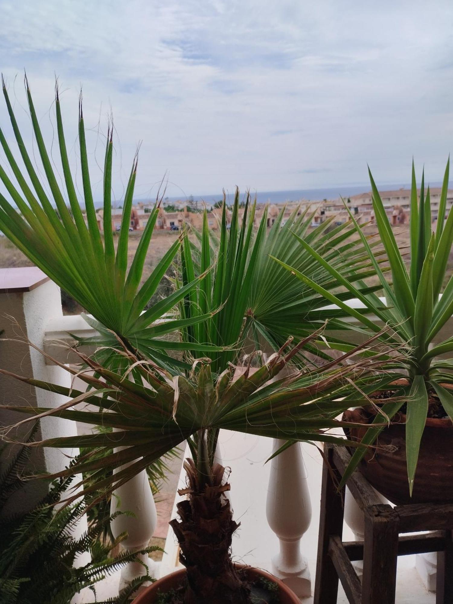 Casa Carino Apartment Torrox Bagian luar foto